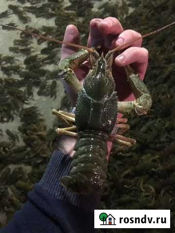 Раки Ростов-на-Дону - изображение 1