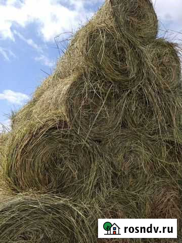 Сено Хурба - изображение 1