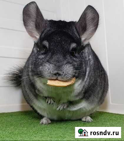Шиншилла Делия Санкт-Петербург - изображение 1