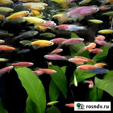 Аквариумные рыбки Краснодар - изображение 1
