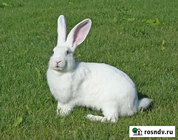 Кролики (Белый великан) Иловля - изображение 1