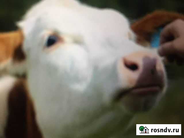 Рабочий на ферму Бабаюрт - изображение 1