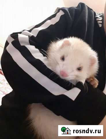 Вязка хорька Тюмень - изображение 1