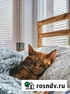 Передержка кошек и маленьких собак Самара - изображение 1