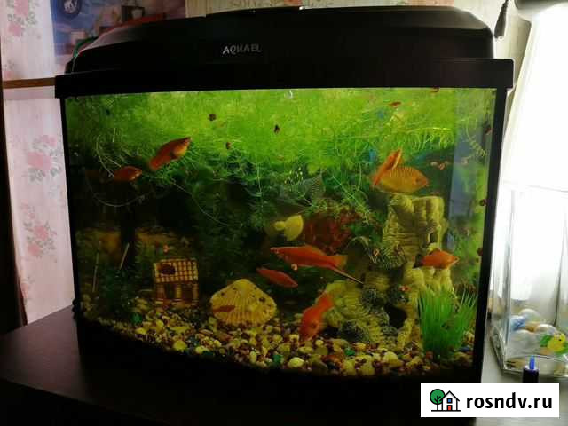 Рыбки аквариумные, водоросли, мох Мурманск - изображение 1