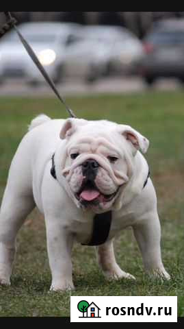 Английский бульдог Короча - изображение 1