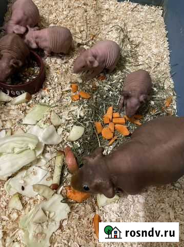 Морские свинки Скинни Воронеж - изображение 1