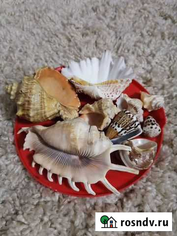 Ракушки Красноярск - изображение 1