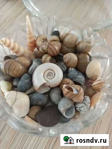 Отдам ракушки Волгоград - изображение 1