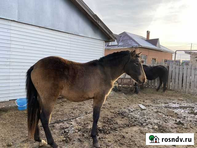 Лошадь жеребец Подбельск - изображение 1