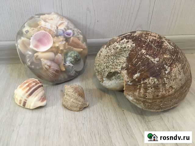 Ракушки разные Мурманск - изображение 1