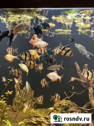 Барбусы и другие рыбки Краснодар - изображение 1