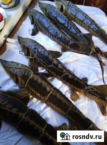 Копченая рыба Бестер (осетр) Казань - изображение 1