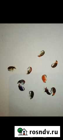 Продам мухи на хариуса,сига, омуля Улан-Удэ - изображение 1