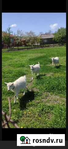 Зааненские козы дойные Псыж - изображение 1