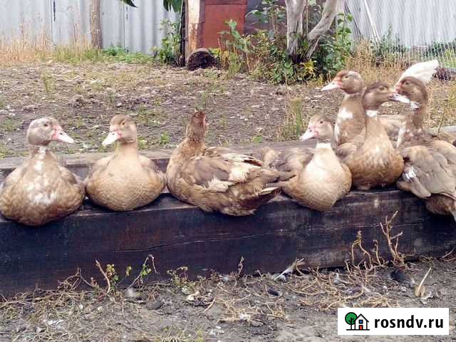 Индоутки шоколадного окраса Аркадак - изображение 1