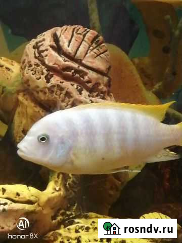 Цыхлида голубая зебра Самара - изображение 1