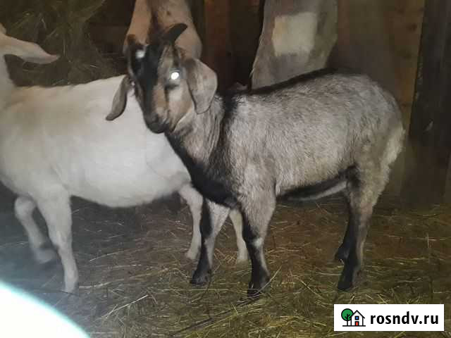 Козочки, козлики Челябинск - изображение 1