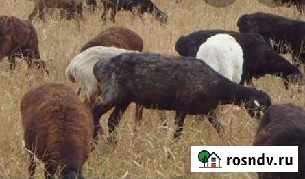 Баран Набережные Челны - изображение 1