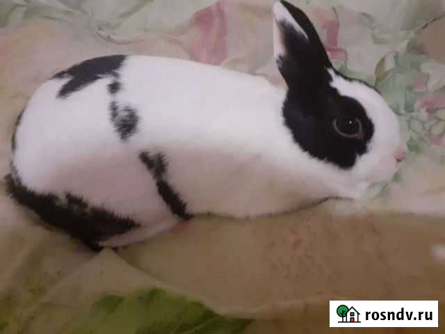 Декоративный кролик,белая с чёрным девочка,голубог Тверь - изображение 1