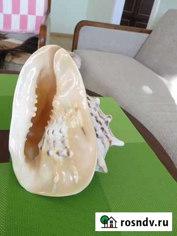 Кассис Корнута Улан-Удэ - изображение 1