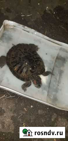 Красноухая черепаха Магнитогорск - изображение 1