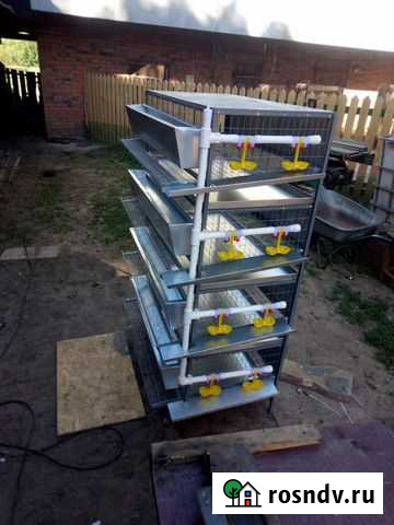 Клетка для перепелов Чебоксары - изображение 1