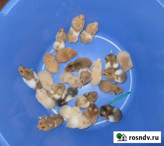 Ангорские Сирийские хомяки Красивые Ручные др 9дек Санкт-Петербург - изображение 1