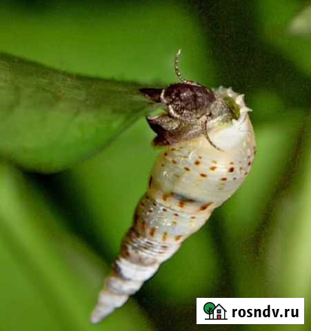 Улитки Мелании Красноярск - изображение 1