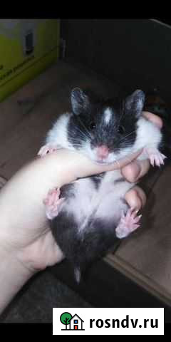 Сирийский хомяк вязка Пермь - изображение 1
