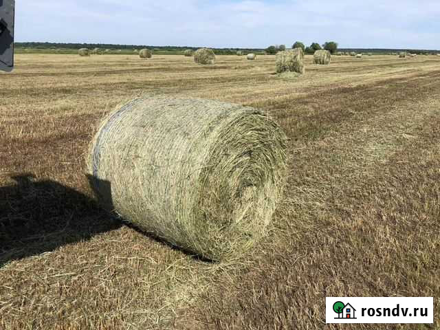 Сено в рулонах по 250кг Белоомут - изображение 1