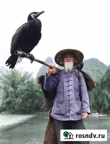 Выручу в трудную минуту, помогу с домашними делами Москва - изображение 1