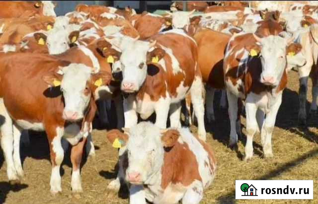 Телята бычки сименталы лимузины, бараны Кармаскалы - изображение 1