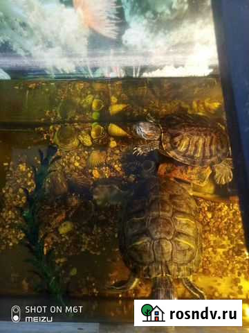 Красноухая черепаха Елец - изображение 1
