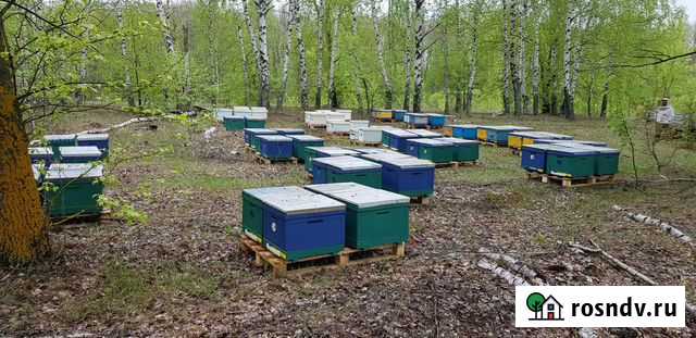 Мед натуральный с личной пасеки, мёд лесной Великий Новгород - изображение 1