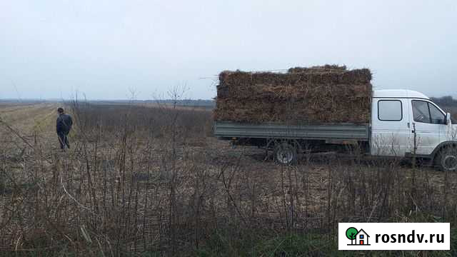 Сено Ачхой-Мартан - изображение 1