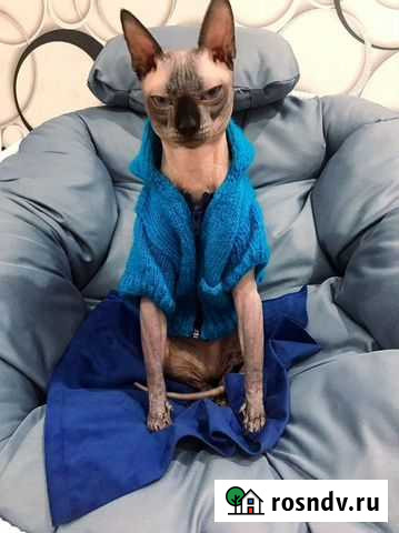 Донской сфинкс вязка Торбеево - изображение 1