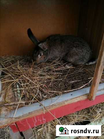 Кролики серый великан Гизель - изображение 1