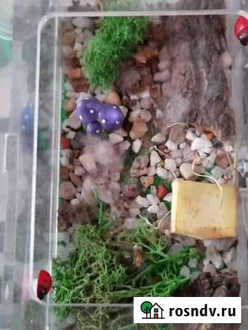 Муравьиная ферма Братск - изображение 1