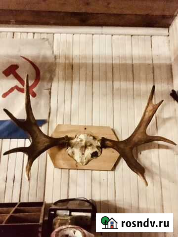 Рога лося Токсово - изображение 1