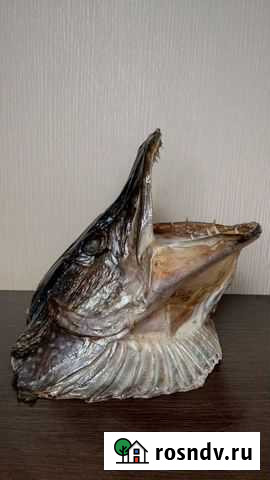 Чучело щуки Карачев - изображение 1