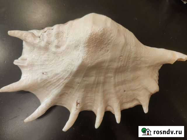 Ракушка океаническая Воронеж - изображение 1