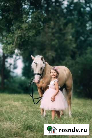 Пони и лошади на праздник и прогулки Красноярск - изображение 1