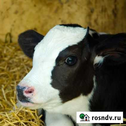 Телята-бычки Жердевка - изображение 1