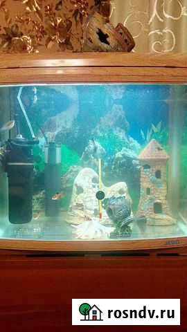 Аквариум Печора - изображение 1