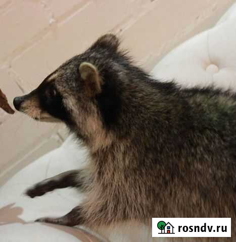 Енотики Ростов-на-Дону - изображение 1