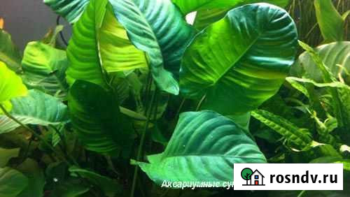 Анубиас. Жестколистные растения Воронеж - изображение 1