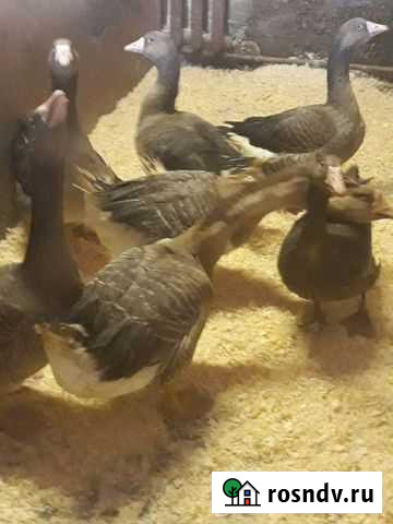 Гусь Уфа - изображение 1