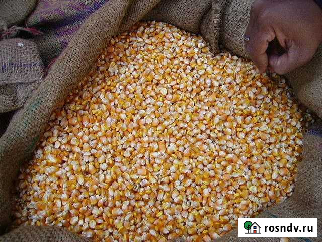 Фуражное зерно Дзержинский - изображение 1