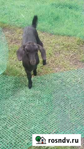 Козёл козлята Родионово-Несветайская - изображение 1